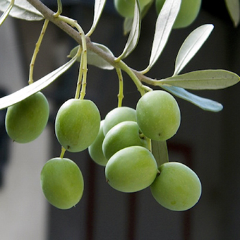 halhalı kırmalık zeytin